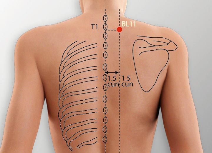 BL11 acupuncture point location - Acupoints.org