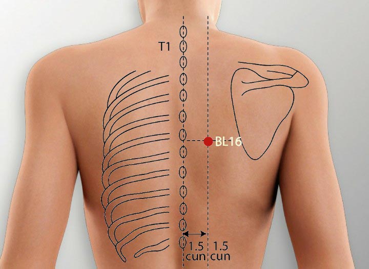 BL16 acupuncture point location - Acupoints.org