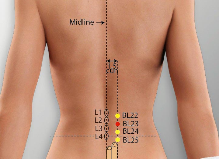 BL23 acupuncture point location - Acupoints.org