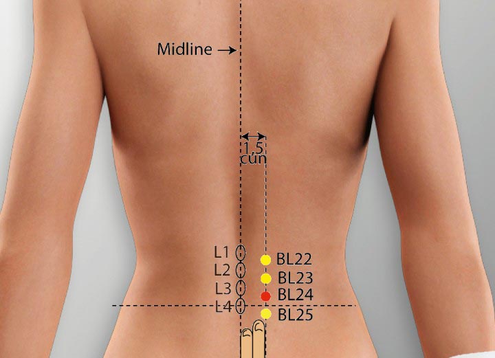 BL24 acupuncture point location - Acupoints.org