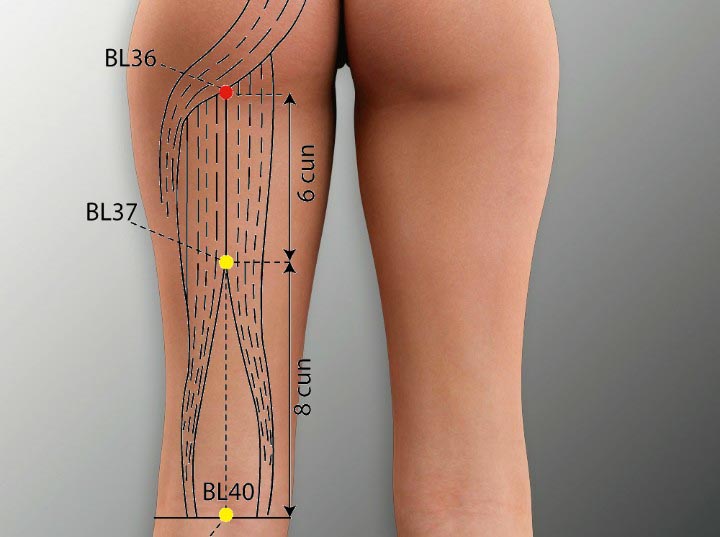 BL36 acupuncture point location - Acupoints.org