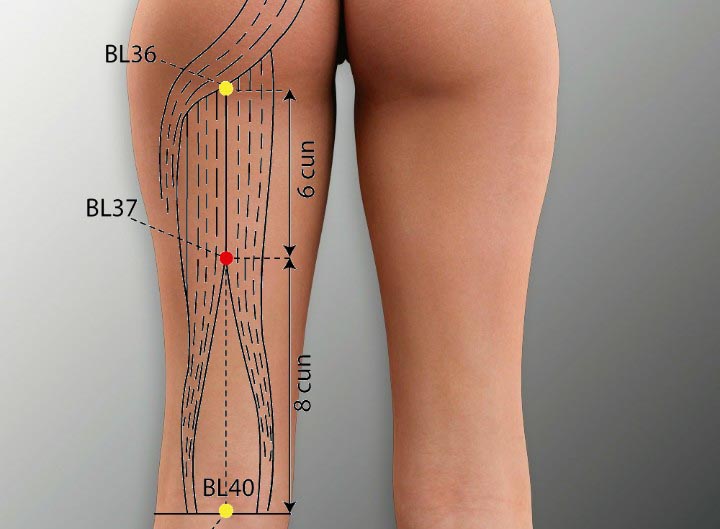נקודת דיקור שלפוחית השתן BL 37