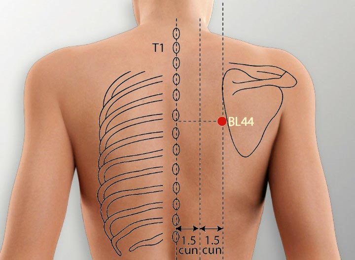 BL44 acupuncture point location - Acupoints.org