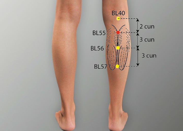 BL55 acupuncture point location - Acupoints.org