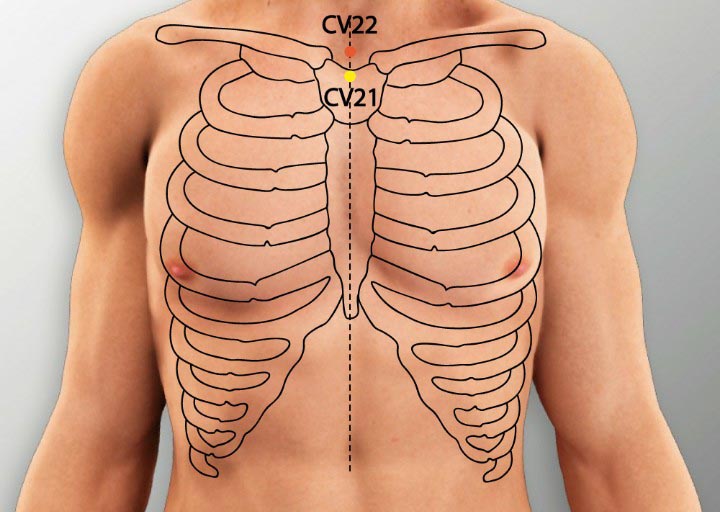 CV22 acupuncture point location - Acupoints.org