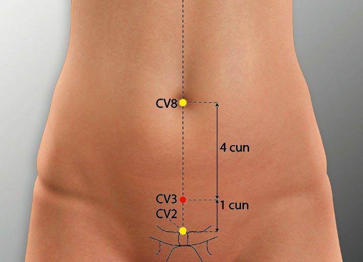 CV3 acupuncture point location - Acupoints.org