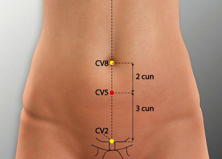 CV5 acupuncture point location - Acupoints.org