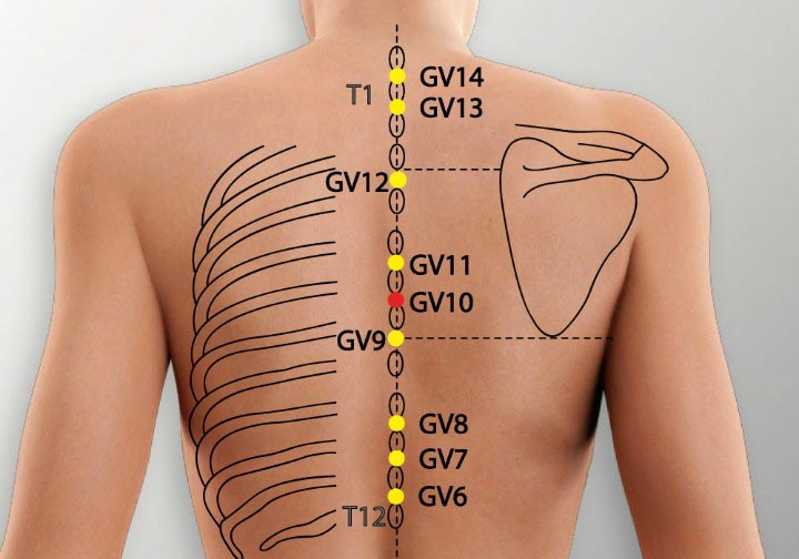 GV10 acupuncture point location - Acupoints.org