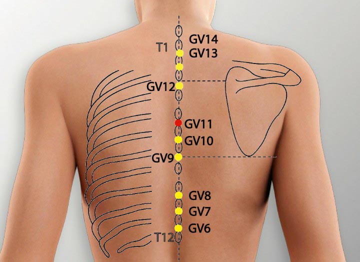 GV11 acupuncture point location - Acupoints.org