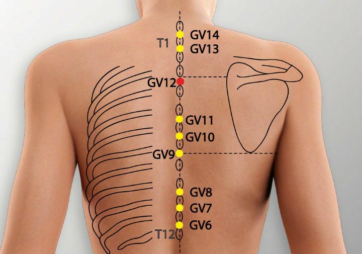 GV12 acupuncture point location - Acupoints.org