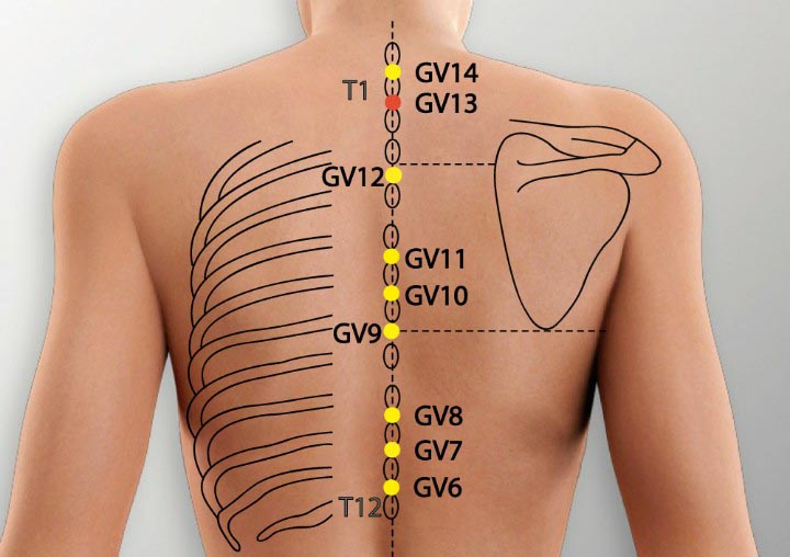 GV13 acupuncture point location - Acupoints.org