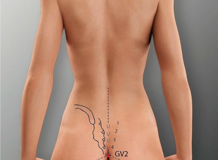 נקודת דיקור מושל GV 2