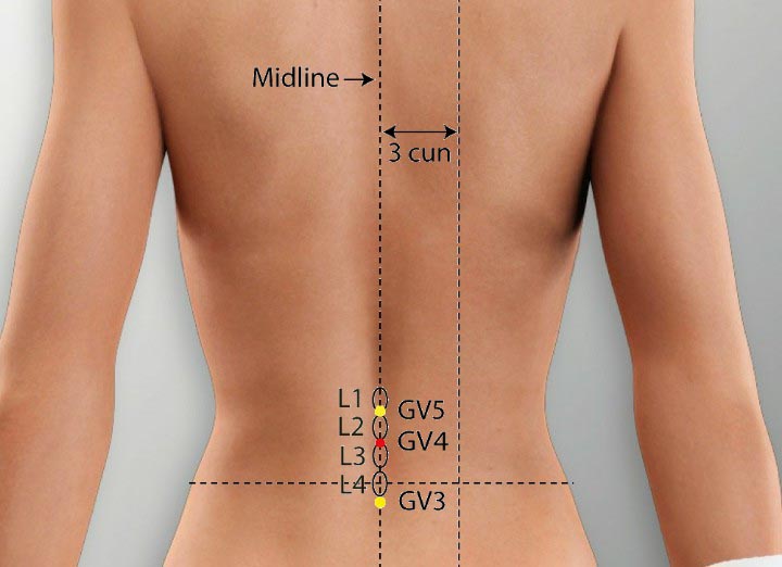 GV4 acupuncture point location - Acupoints.org