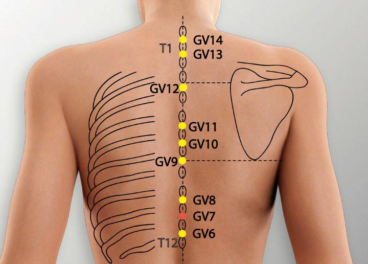 GV7 acupuncture point location - Acupoints.org