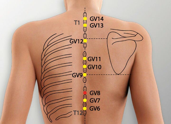 GV8 acupuncture point location - Acupoints.org