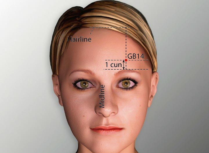GB14 acupuncture point location - Acupoints.org