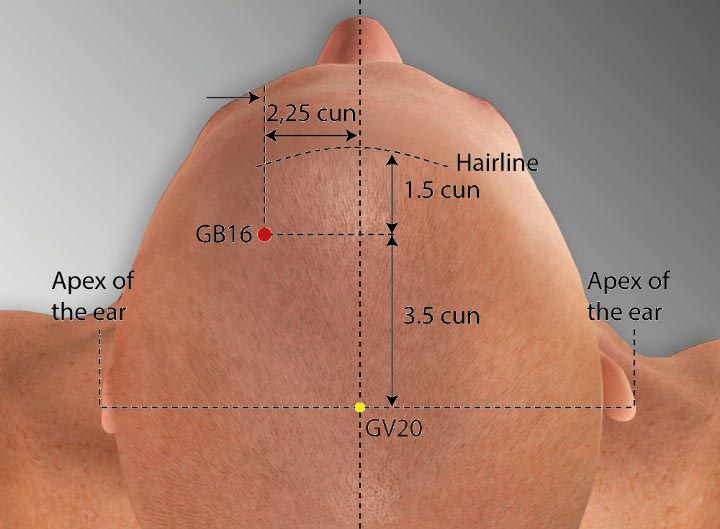 GB16 acupuncture point location - Acupoints.org