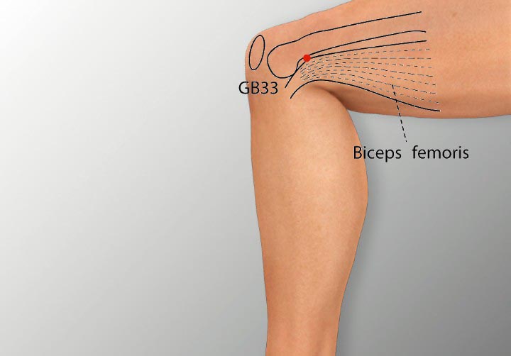 GB33 acupuncture point location - Acupoints.org