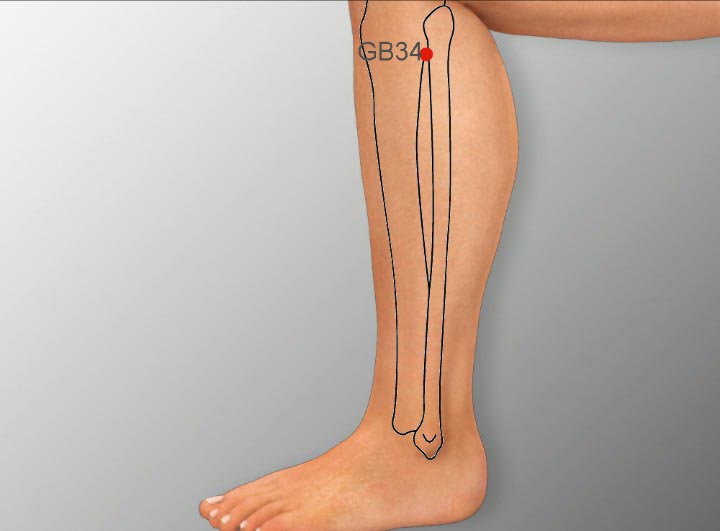 GB34 acupuncture point location - Acupoints.org
