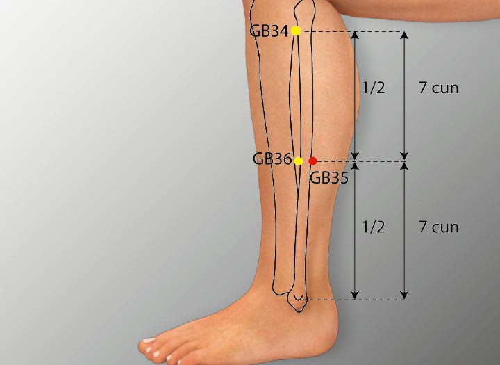 GB35 acupuncture point location - Acupoints.org