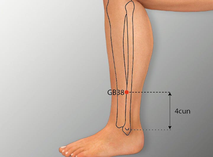 GB38 acupuncture point location - Acupoints.org