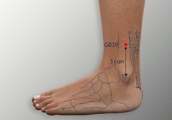 GB39 acupuncture point location - Acupoints.org