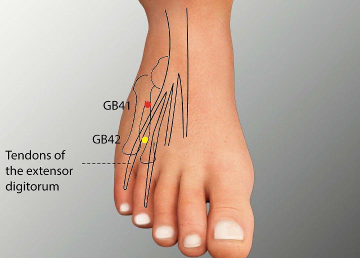 GB41 acupuncture point location - Acupoints.org