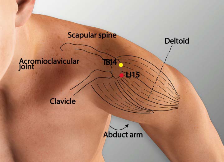 Li15 acupuncture point location - Acupoints.org