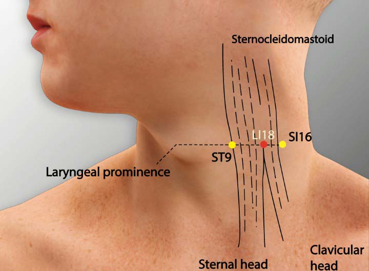 Li18 acupuncture point location - Acupoints.org