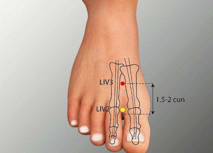 LR3 acupuncture point location - Acupoints.org