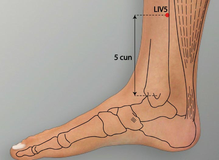 LR5 acupuncture point location - Acupoints.org