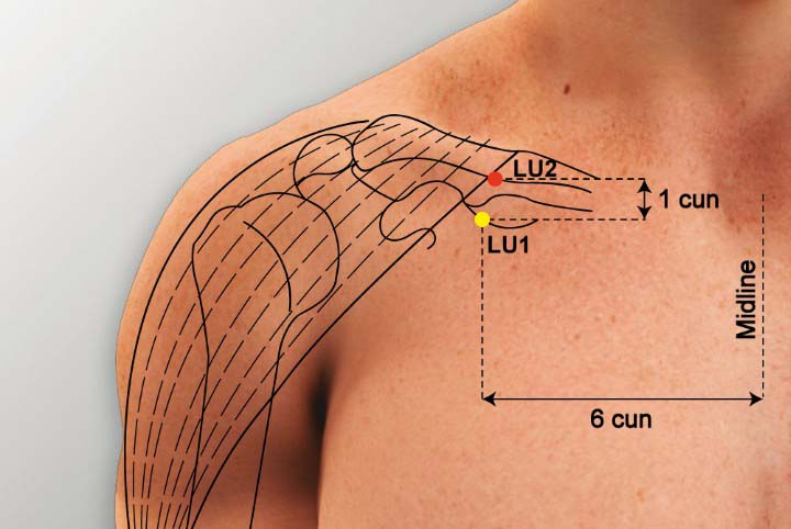 Lu2 acupuncture point location - Acupoints.org