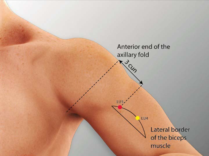 Lu3 acupuncture point location - Acupoints.org