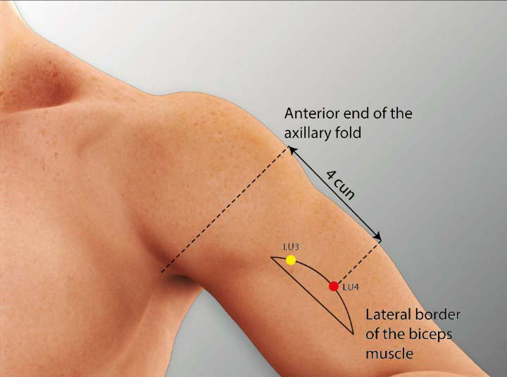 Lu4 acupuncture point location - Acupoints.org