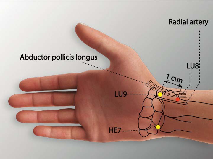 Lu8 acupuncture point location - Acupoints.org