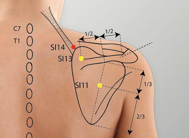 Si14 acupuncture point location - Acupoints.org