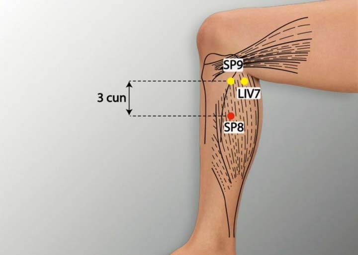 Sp8 acupuncture point location - Acupoints.org