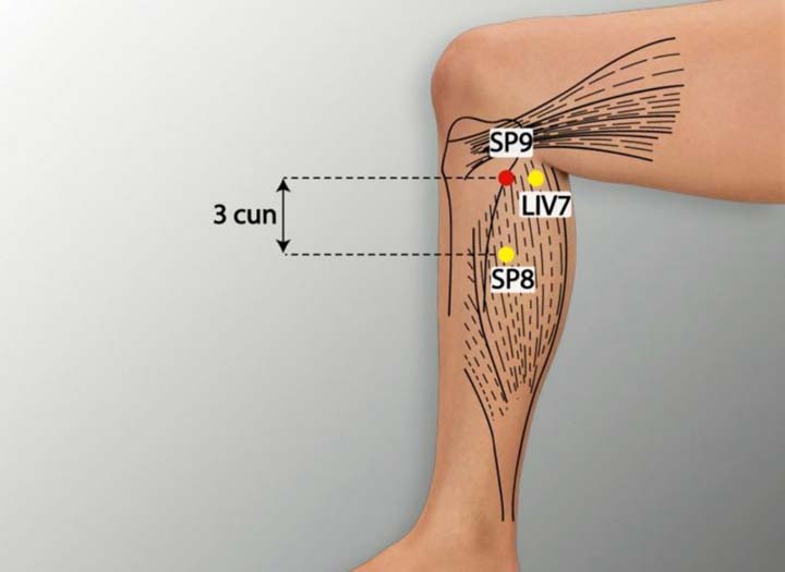 Sp9 acupuncture point location - Acupoints.org