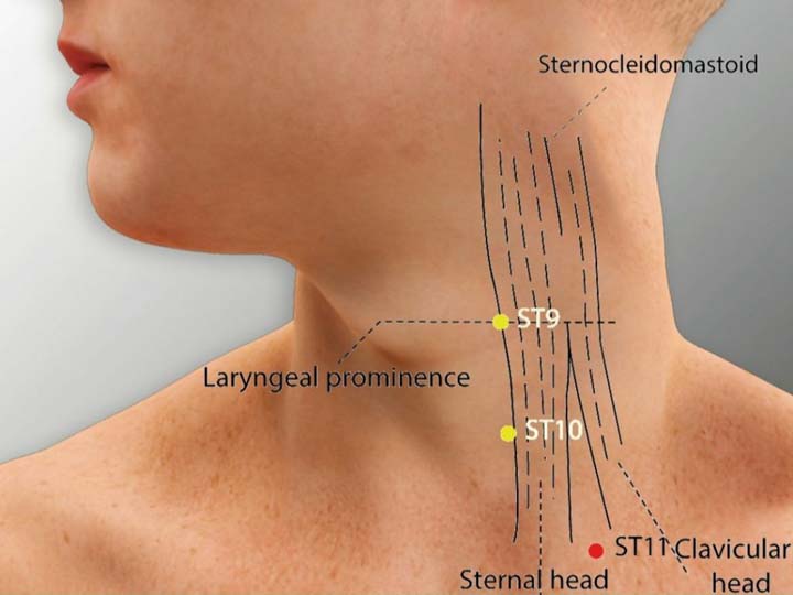 St11 acupuncture point location - Acupoints.org