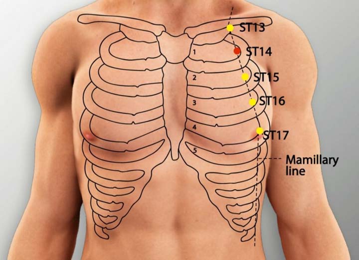 St14 acupuncture point location - Acupoints.org