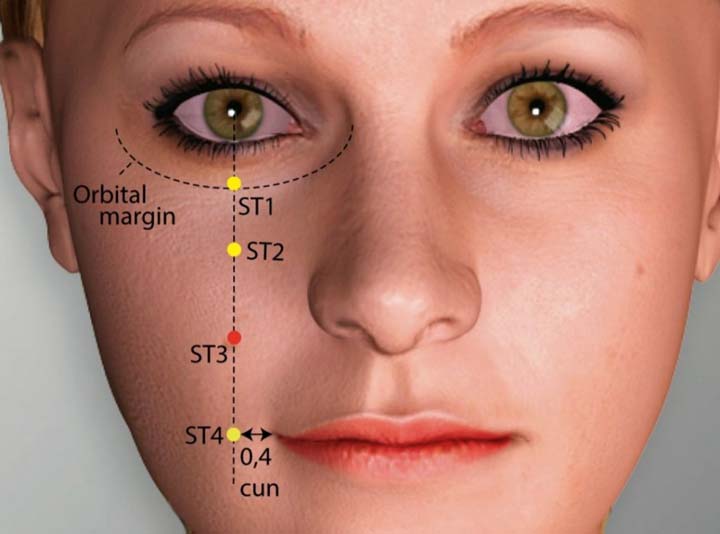 St3 acupuncture point location - Acupoints.org