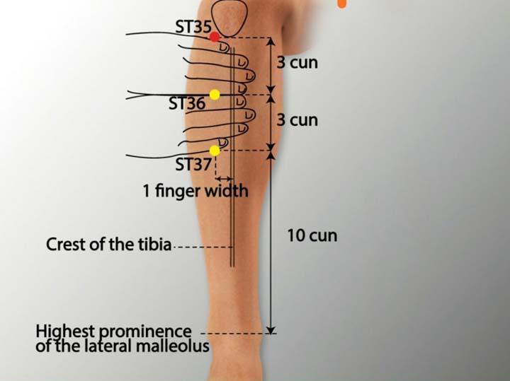 St35 acupuncture point location - Acupoints.org