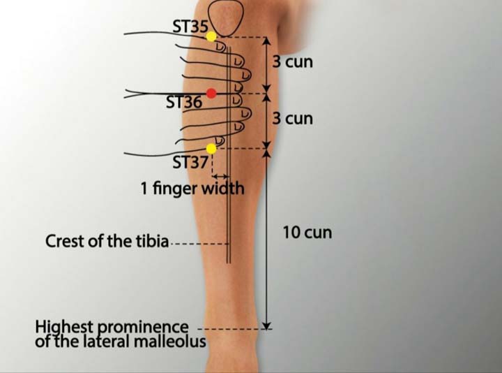 St36 acupuncture point location - Acupoints.org