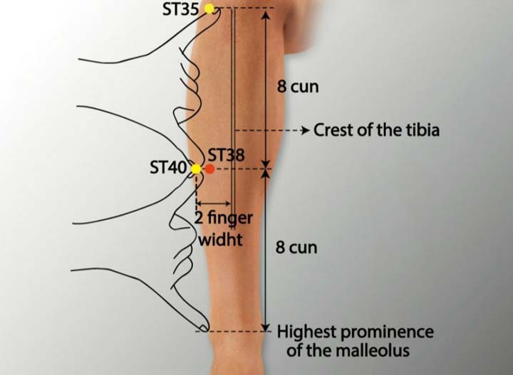 St38 acupuncture point location - Acupoints.org