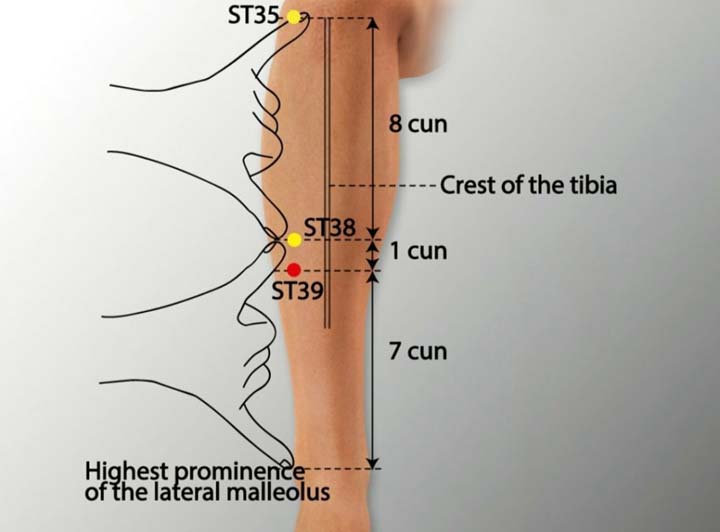 St39 acupuncture point location - Acupoints.org