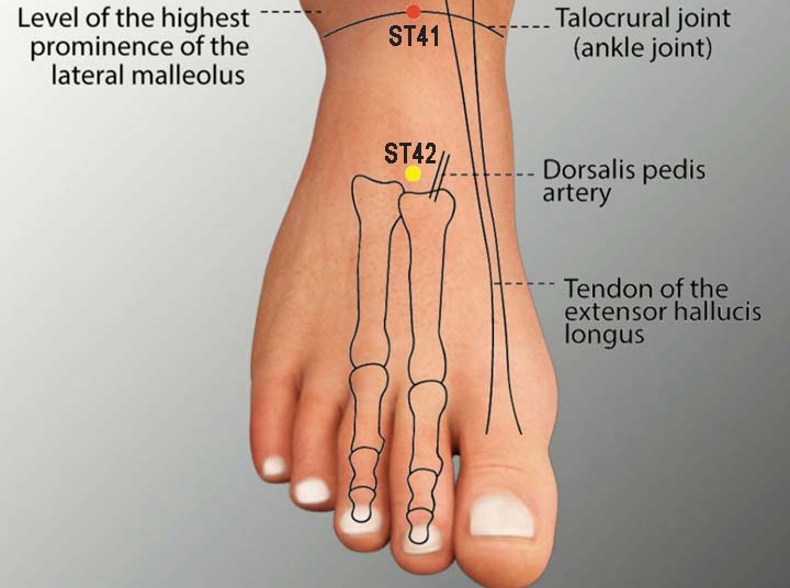 St41 acupuncture point location - Acupoints.org