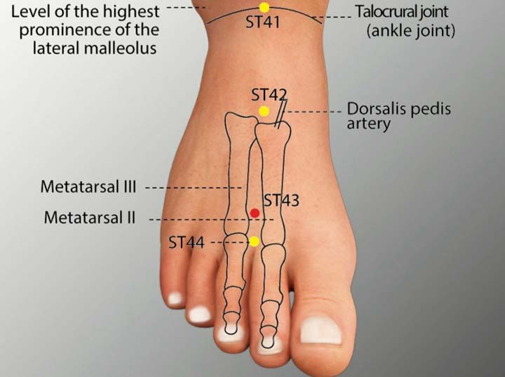 St43 acupuncture point location - Acupoints.org