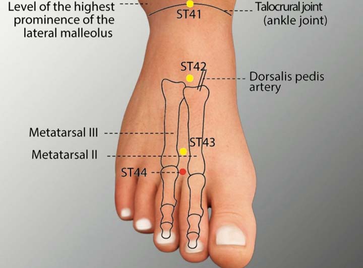 St44 acupuncture point location - Acupoints.org