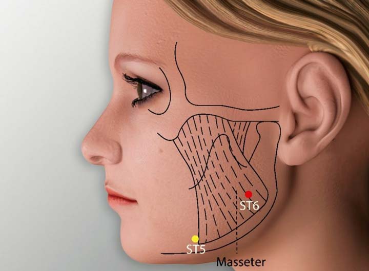 St6 acupuncture point location - Acupoints.org