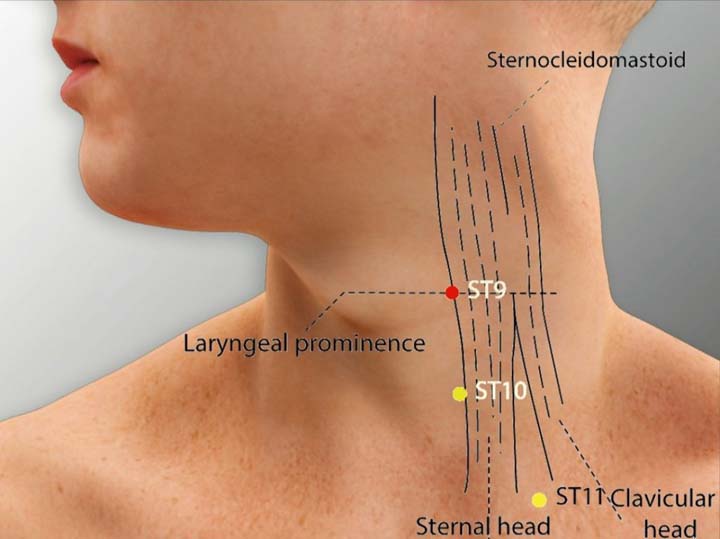 St9 acupuncture point location - Acupoints.org